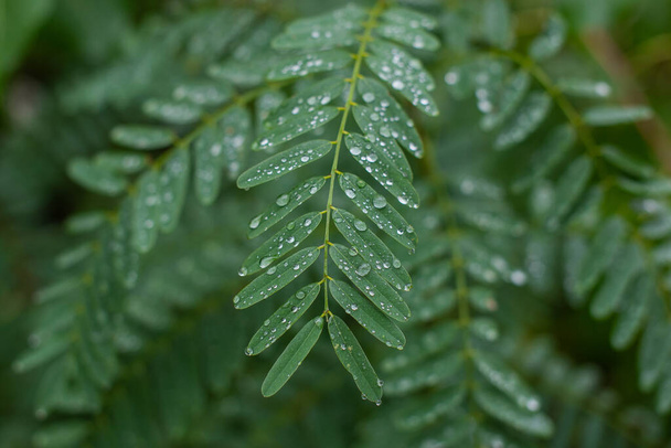 green leaves and water drops. rain background. - 写真・画像
