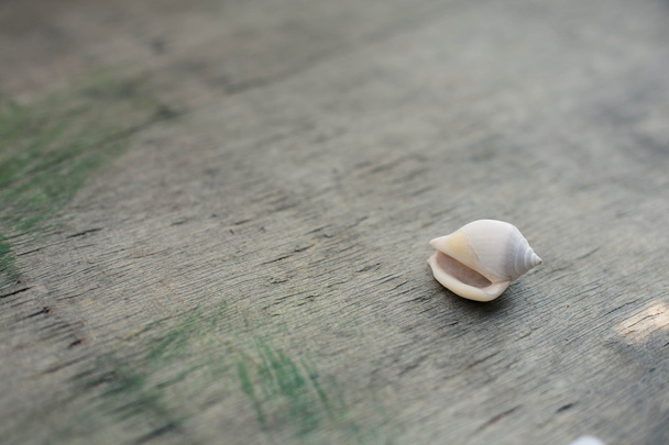 Seashells on the wooden background. - Fotó, kép