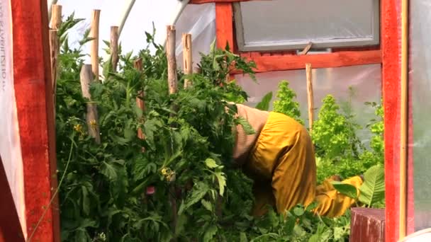 Person auf Knien pflegt Tomatenpflanzen im Gewächshaus - Filmmaterial, Video