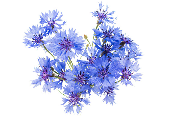 Цветы кнапвида
 - Фото, изображение