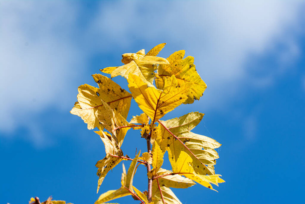 yellow leaves on the background of the sky. - 写真・画像