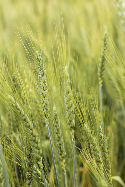 Primo piano di spiga di grano verde sul campo
   - Foto, immagini