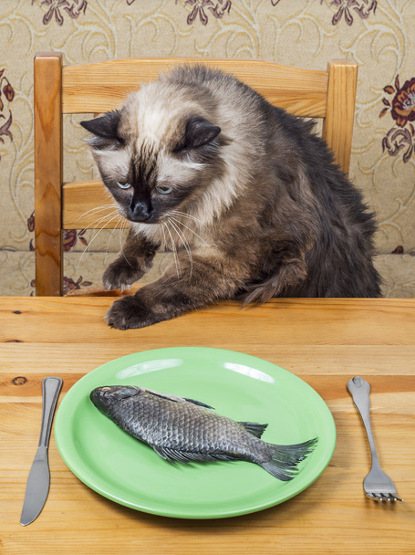 Kissa ruokapöydässä
 - Valokuva, kuva