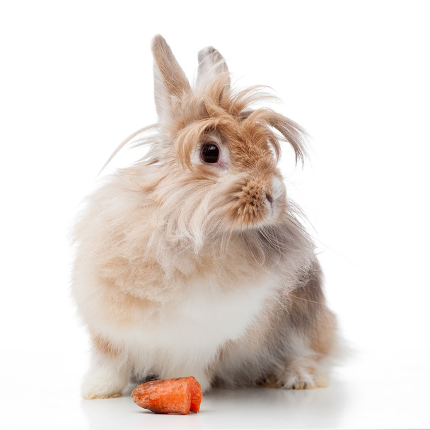 funny rabbit - Foto, Imagem