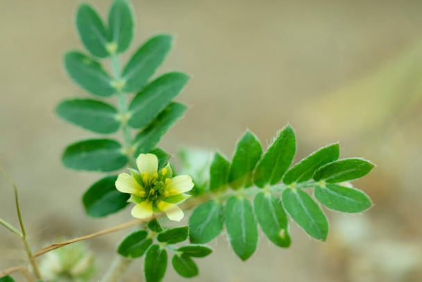Close-up of Gokhru Chota , Tribulus Terrestris flower and Small Caltrops flower Natural medicinal plant , yellow flower of ayurvedic plant gokharu vine - Photo, Image