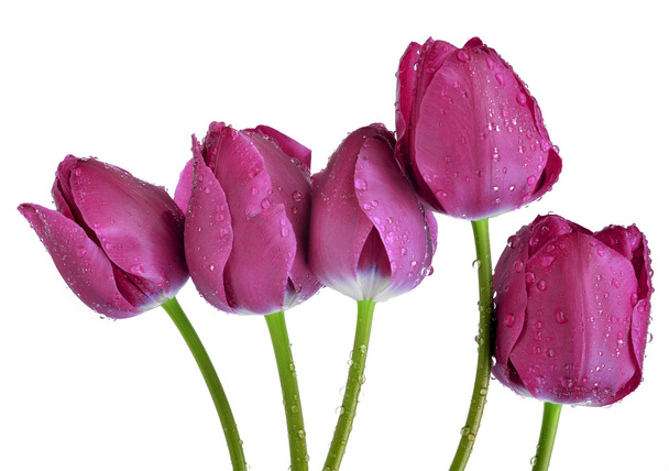 Tulipanes morados
 - Foto, imagen