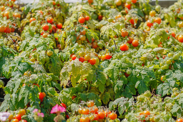 Paisagens de jardim de tomate cultivadas organicamente sem produtos químicos estão começando a amadurecer e estão prontos para serem colhidos para o mercado e os tomates ainda são populares entre os amantes da saúde.. - Foto, Imagem
