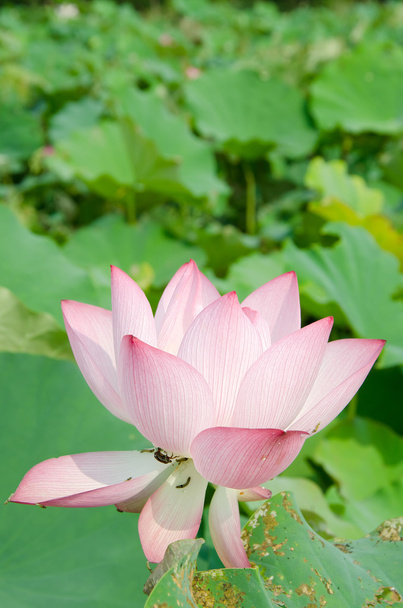 Lotusblüte - Foto, Bild