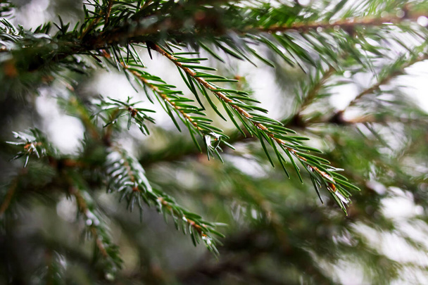針で緑のトウヒの枝に雨滴 - 写真・画像