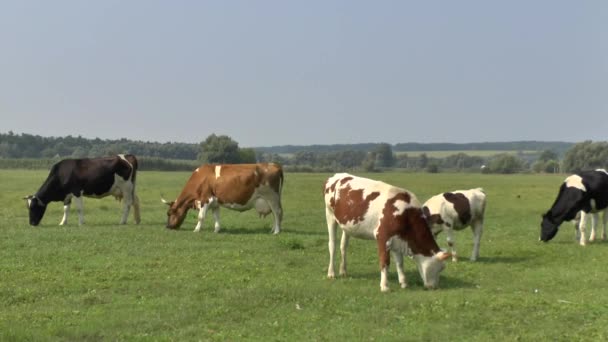 Pascolano le mucche in un prato
 - Filmati, video