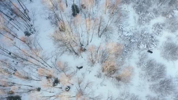 Два лося ищут пищу в заснеженном лесу в зимний день. Вид с воздуха - Кадры, видео