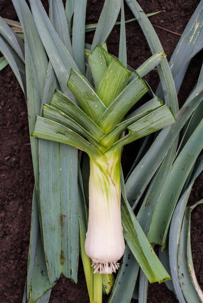 Harvesting leeks. One large ripe leeks are lying on the soil. View from above. Vertical  - Photo, Image
