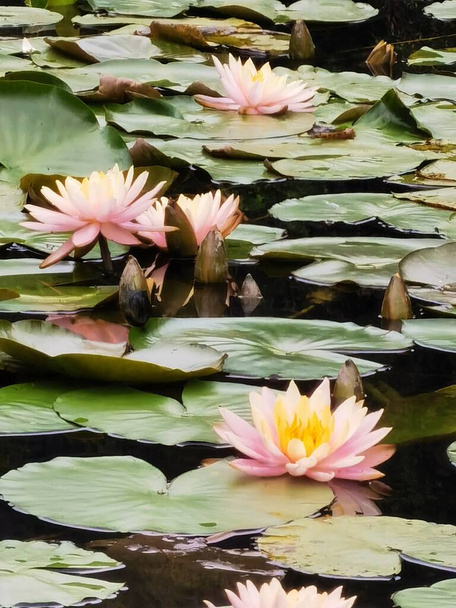 beautiful lotus flower in the pond - Valokuva, kuva