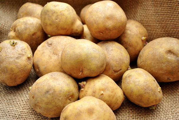 Colheita de Batatas Frescas
 - Foto, Imagem