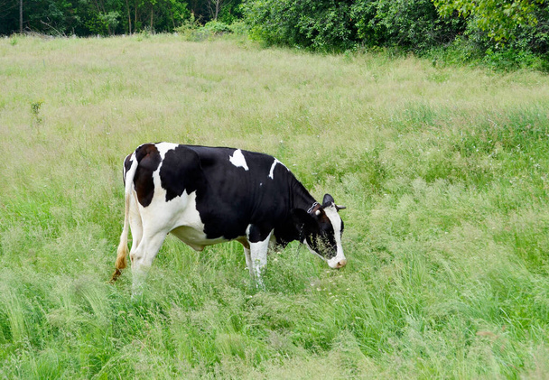 Фотография на тему красивой большой молочной коровы пасется на зеленом лугу под голубым небом. Фото, состоящее из молочной коровы с длинным хвостом, поедающей солому на лугу. Молочная корова на лугу для вкусной белой жидкости. - Фото, изображение