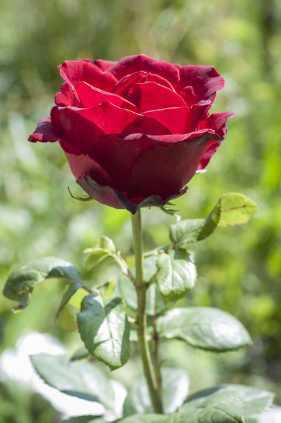 rose - Photo, Image