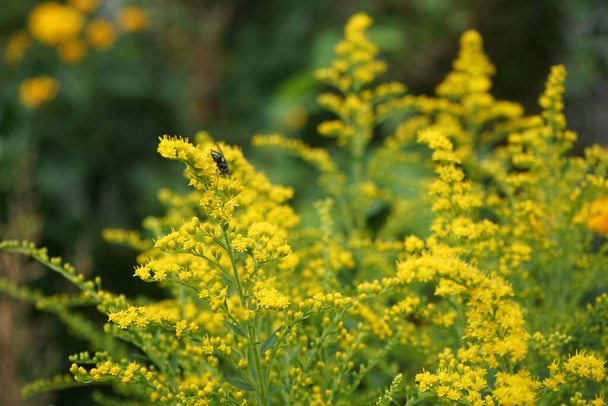 Green Lucilia fly sits on Solidago flowers in August. Solidago canadensis, known as Canada goldenrod or Canadian goldenrod, is an herbaceous perennial plant of the family Asteraceae. Berlin, Germany   - Photo, Image