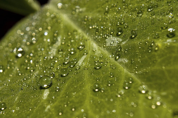 A selective focus shot of dewdrops on a leaf texture - Photo, Image