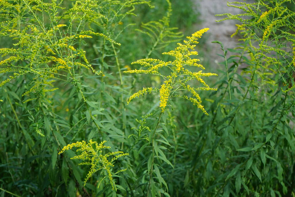 Yellow panicles of Solidago flowers in August. Solidago canadensis, known as Canada goldenrod or Canadian goldenrod, is an herbaceous perennial plant of the family Asteraceae. Berlin, Germany - Photo, Image