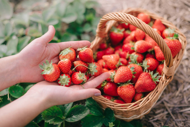 Harvesting strawberries at plantation. - Photo, Image