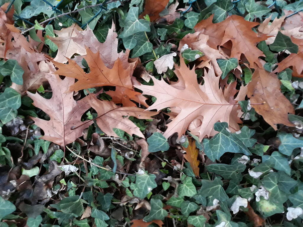 Листья сушеного дуба упали на зеленый пол плюща ранней осенью - Фото, изображение