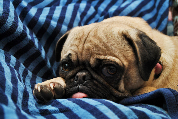 Young Pug Laying on a Blue Blanket - Photo, Image