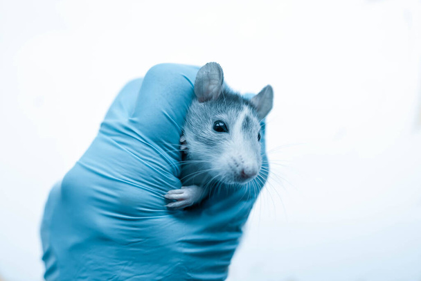 Una rata gris en una cita con un veterinario. Una mano en un guante azul sostiene a una rata. Examen de salud de ratas. - Foto, Imagen