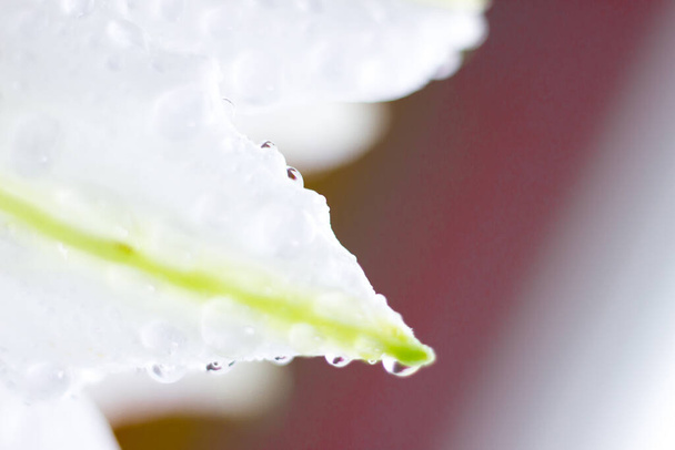 Macro flower blossom with water droplet. Abstract nature blurred background. Beautiful Macro shot with tender wet blossom. - Photo, image