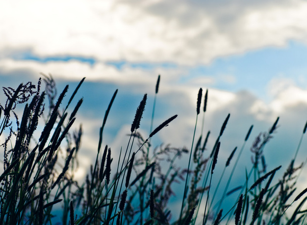 Силуэт полевых цветов
 - Фото, изображение