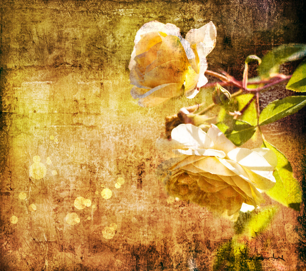 De belles roses avec des bourgeons
 - Photo, image