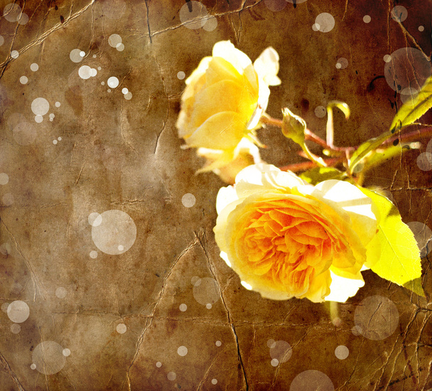 Hermosas rosas con brotes
 - Foto, imagen