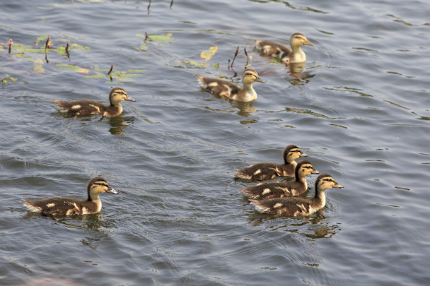 Funny little ducklings swim in the pond. - Foto, afbeelding