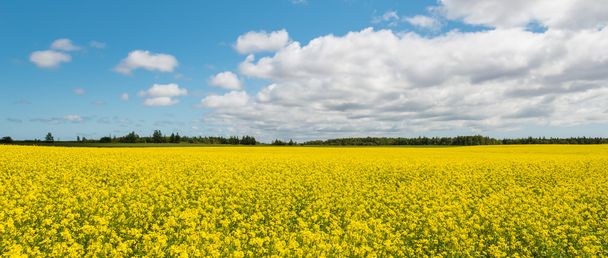 Panorama of yellow field rapeseed (Green Gables Shore, Prince Ed - Zdjęcie, obraz