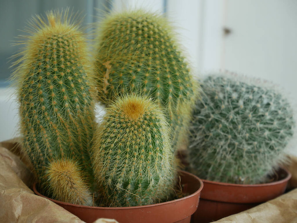 A selective focus shot of a cactus in a pot - Fotoğraf, Görsel