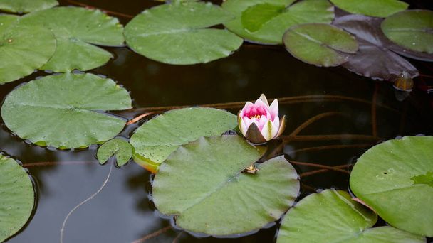 Nilüfer çiçeği ve yaprak gölet suyu yüzeyinde. Açık hava manzarası.. - Fotoğraf, Görsel