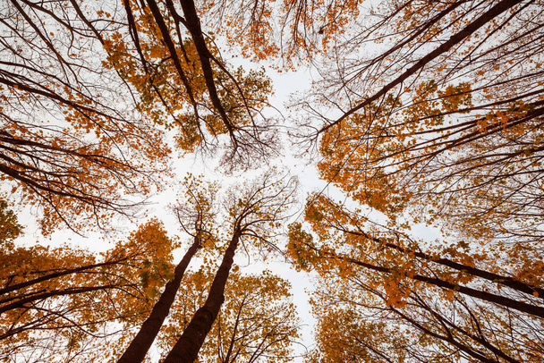 Осеннее дерево на утреннем лугу. Падение оставляет естественный фон - Фото, изображение