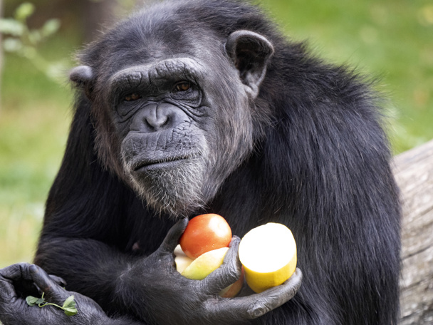 De mannelijke Afrikaanse Chimpansee, Pan troglodieten, houdt het fruit in het jaar en kijkt naar de vrouwelijke levenloze. - Foto, afbeelding