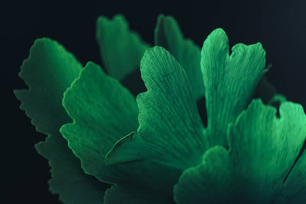 Bela folha abstrata com luz colorida. Close up de folha verde Ginkgo em uma pequena árvore Ginkgo Biloba em um fundo preto. Fotografia macro vista. - Foto, Imagem