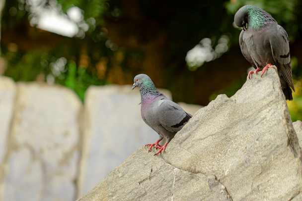 自然を背景に夏に外に座っている鳩の鳥のクローズアップ - 写真・画像