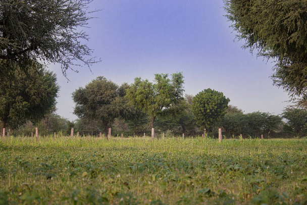 paisaje de El crecimiento de Kharif (monzón) cultivo en el campo se estancó debido a menos lluvia - Foto, imagen