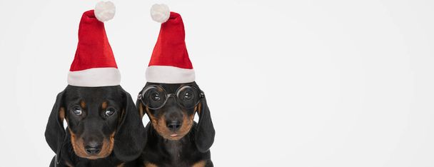couple of teckel dogs sticking out tongue, wearing eyeglasses and christmas hats on gray background - Photo, Image