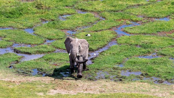 African elephant, Loxodonta africana, emerges from the marshlands of Amboseli National Park, Kenya. A sacred ibis, Threskiornis aethiopicus, can be seen on the grass behind. - Photo, Image