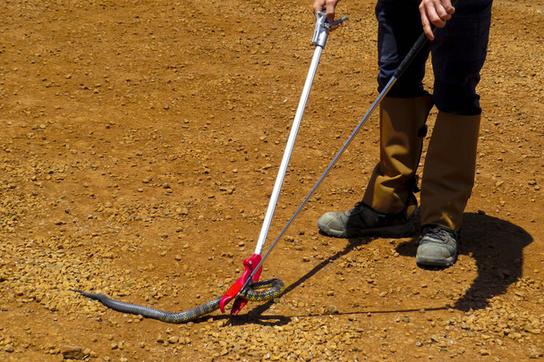 Snake Handling in the Outback - Photo, Image