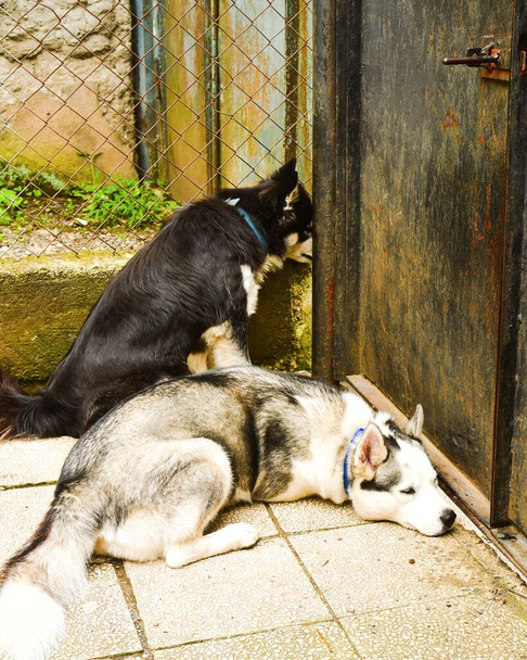 δύο χαριτωμένα σκυλιά φυλή husky στο έδαφος πεζοδρόμιο από την πόρτα ήρεμα περιμένει να βγει σε εξωτερικούς χώρους - Φωτογραφία, εικόνα