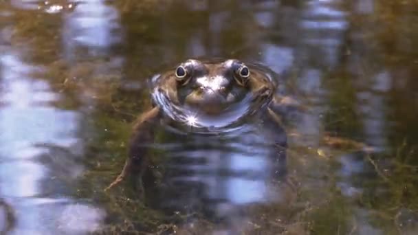 Зеленая лягушка сидит в воде, в болоте в отражении солнечных лучей на закате - Кадры, видео
