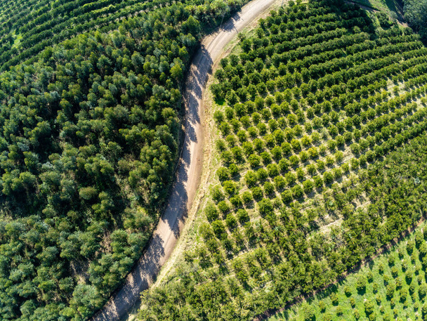 Вид з повітря на плантації в Сан - Хосе - ду - Хортенсіо (Ріо - Гранді - ду - Сул, Бразилія). - Фото, зображення
