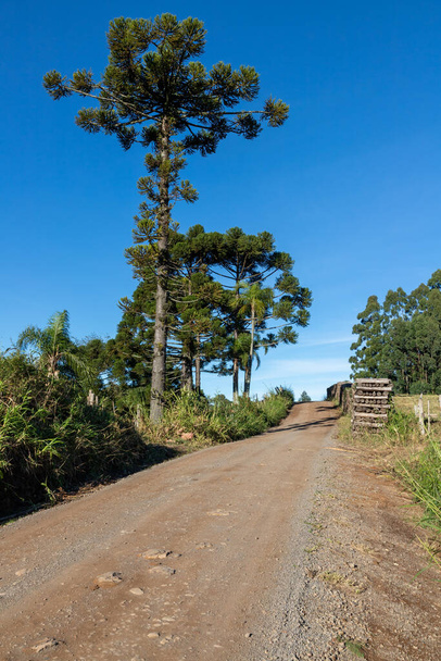 Dirty road with Araucaria angustifolia and wood pile in Santa Maria do Herval, Ro Grande do Sul, Brazil - Photo, Image