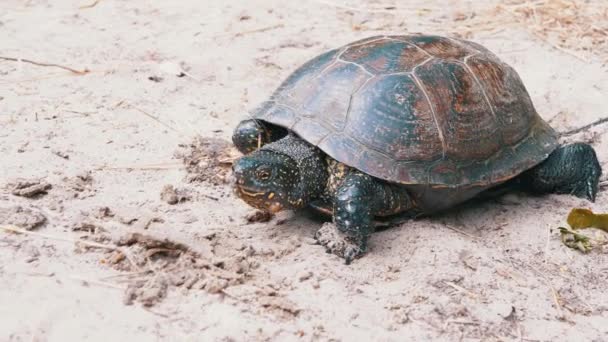 Европейская черепаха медленно ползает по грязному песку в лесу. 4К. Закрыть - Кадры, видео