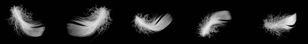 黒い背景に白いアヒルの羽が孤立し - 写真・画像