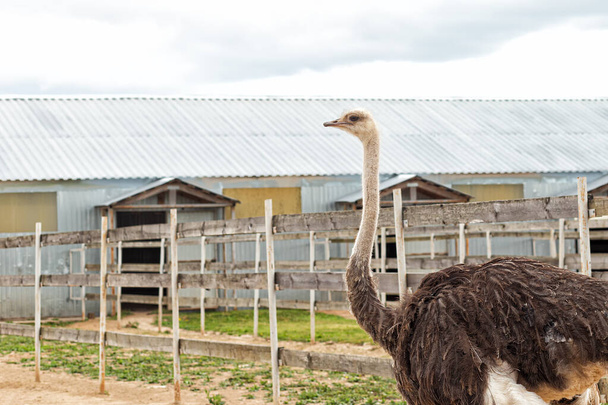 African ostrich on a farm in summer. A big bird. - Фото, изображение